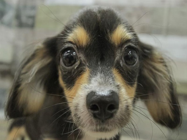 2024年3月10日生まれのハーフ犬・ミックス犬の1枚目の写真